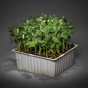 Test Amaranth Pom Pom Dried Edible Flowers